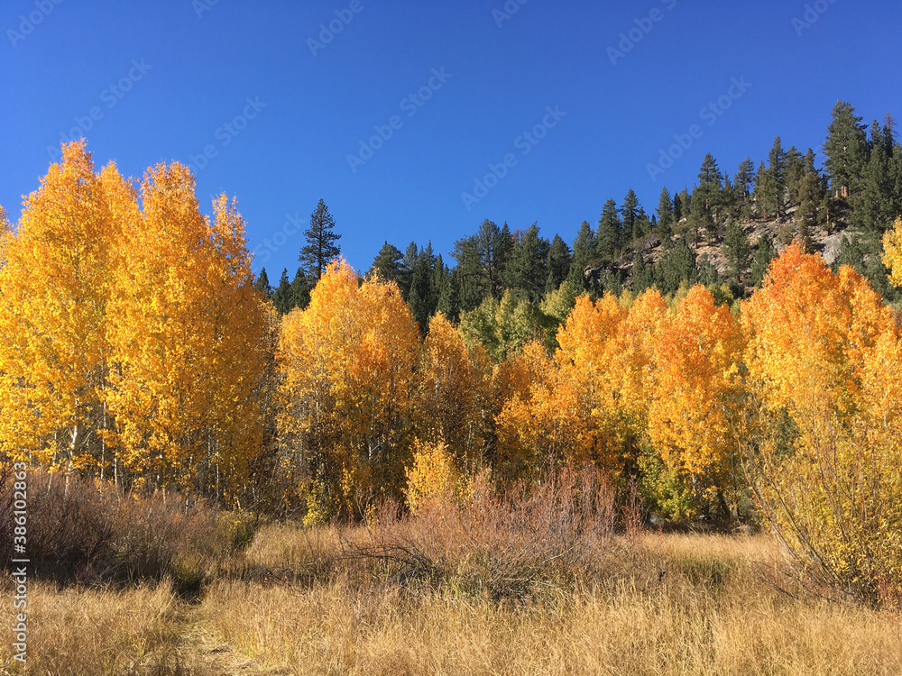 Scenic landscape view of a meadow in Hope Valley with evergreens and trees with orange and yellow fall colors