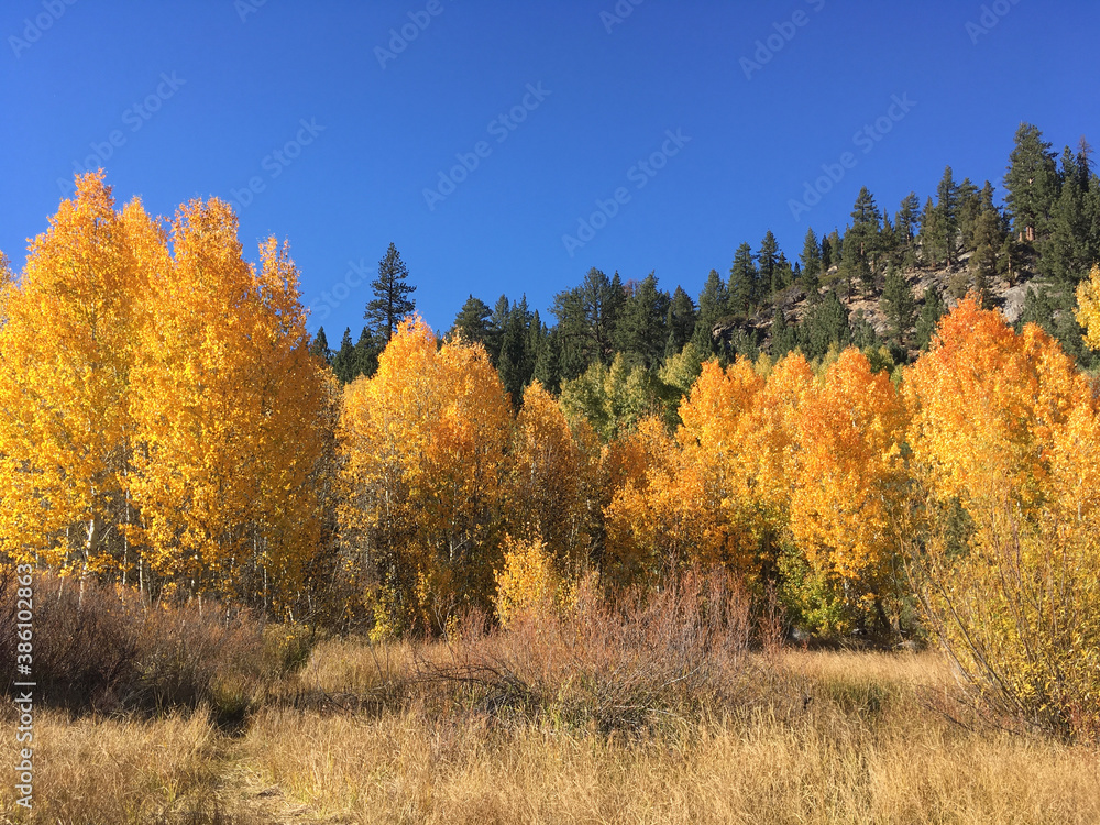 Scenic landscape view of a meadow in Hope Valley with evergreens and trees with orange and yellow fall colors Scenic landscape view of a meadow in Hope Valley with evergreens and trees with orange and yellow fall colors