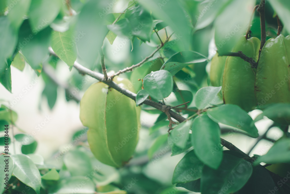 Tropical star fruit tree with ripe fruit hanging from tree branch. Tropical star fruit tree with ripe fruit hanging from tree branch.