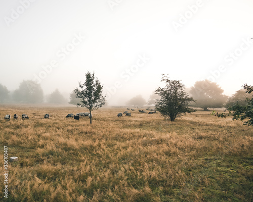 Morning lights and sheep herd at Barger Heide near Stade in Germany