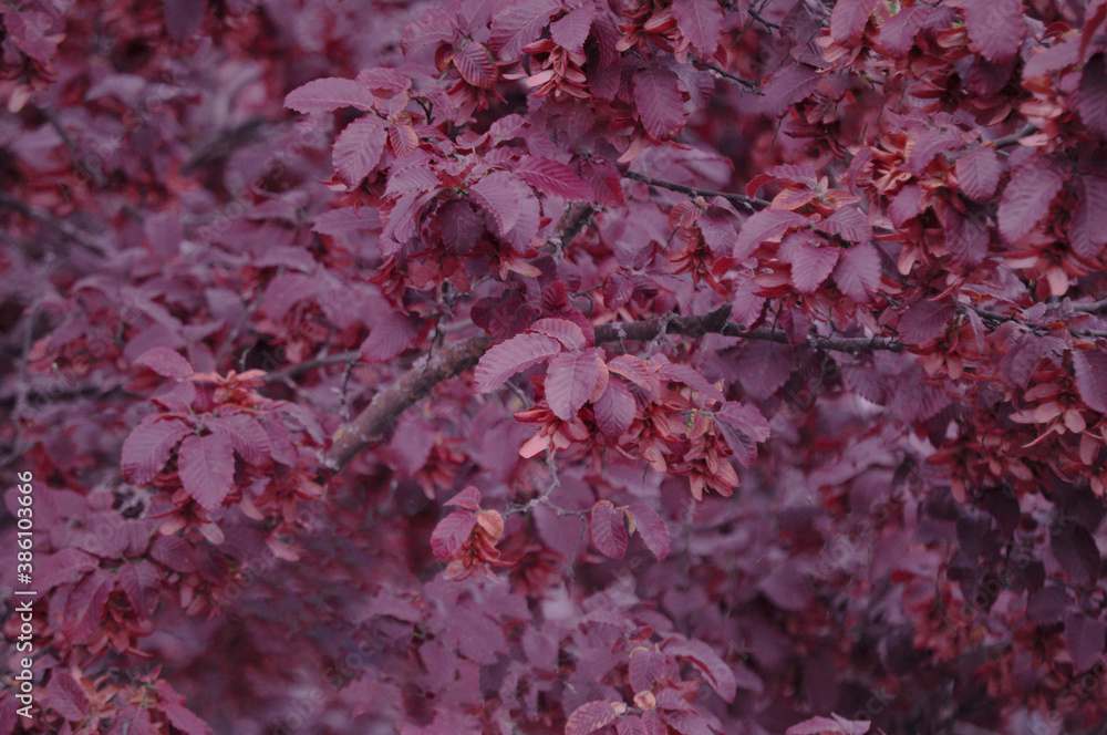 Red leaves hanging from a tree, red background. Red leaves hanging from a tree, red background.