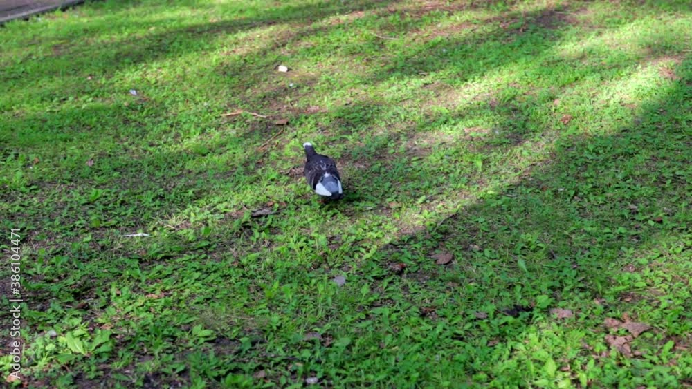 lone pigeon walking on the grass in the park lone pigeon walking on the grass in the park