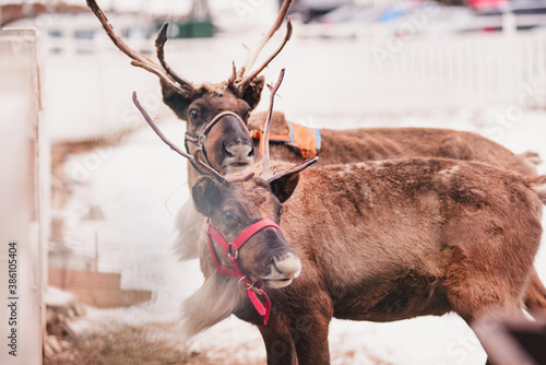 two reindeer in a sled. Deer riding at the country club