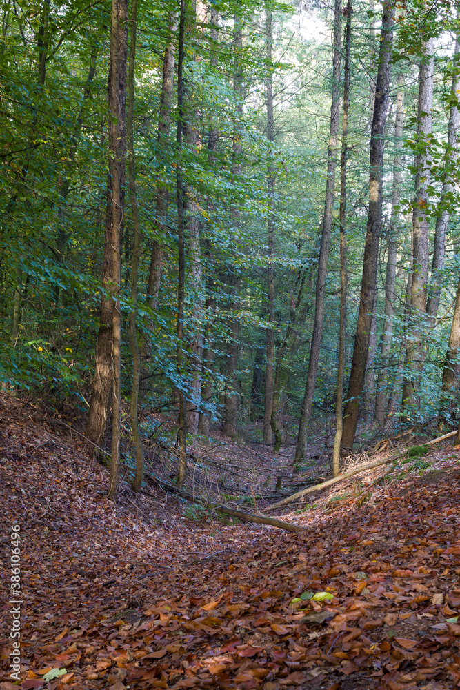 Obraz premium Autumn landscapes of nature, forest, nature, fungi, plants, leaves in October. captured from a distance that's approximately the same distance. It's the area and territories of Rcklinghausen and Oer-E