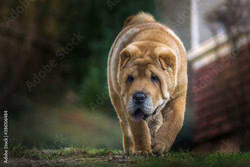 chow puppy in the garden © Tamás KLAUSZ