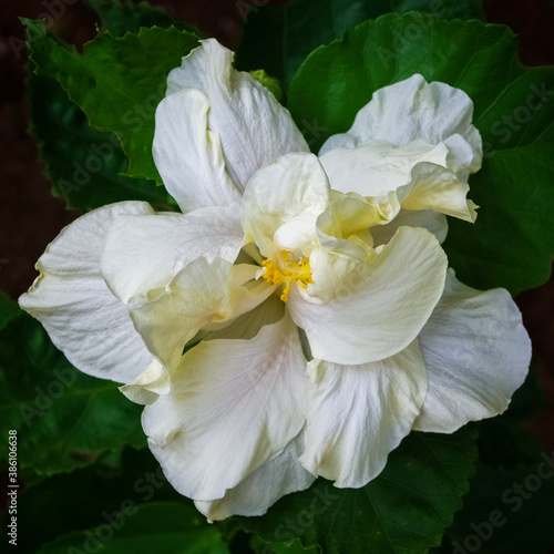 Closeup view of beautiful white double layer hibiscus rosa sinensis flower blooming outdoors on natural background