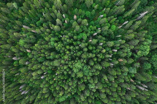Aerial top view of summer green trees in forest in Russia. Drone photography