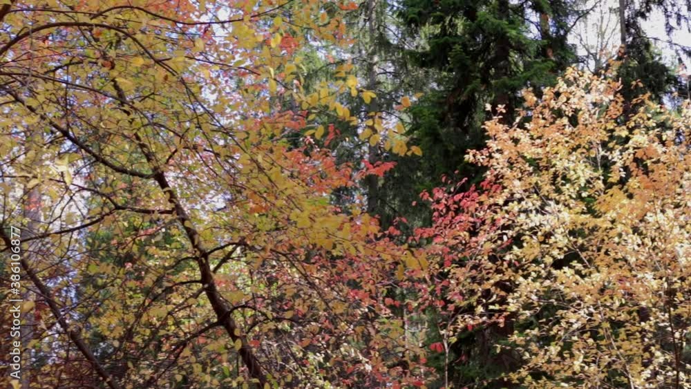 Golden autumn in the park on a sunny day. leaf fall Golden autumn in the park on a sunny day. leaf fall