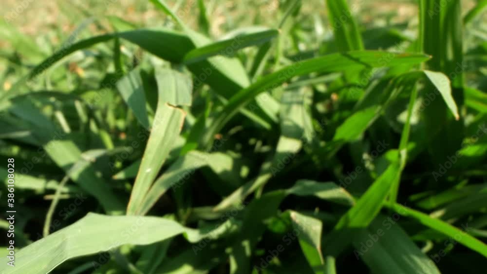 super close-up, details. green mowed grass on the lawn. super close-up, details. green mowed grass on the lawn.