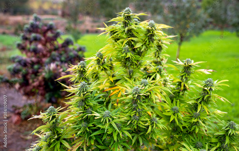 outdoor marijuana weed farm hemp plant outdoor marijuana weed farm hemp plant