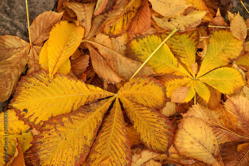 Autumn etude with leaves of a chestnut