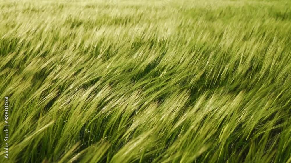 Ripening crops under the warm sun. Wind sways thick barley in a field creating waves. A cereal field for making bread and beer. A large crop of grain. Agricultural business for growing organic plants Ripening crops under the warm sun. Wind sways thick barley in a field creating waves. A cereal field for making bread and beer. A large crop of grain. Agricultural business for growing organic plants
