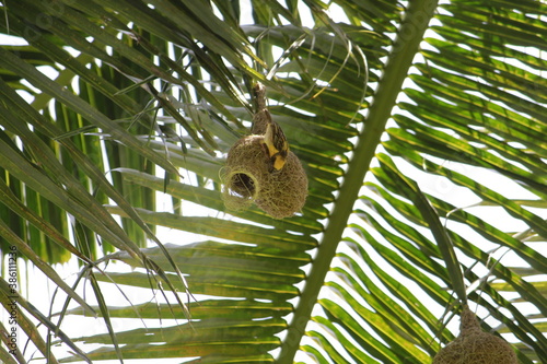 Baya weavers constructing its nest on a coconut tree.