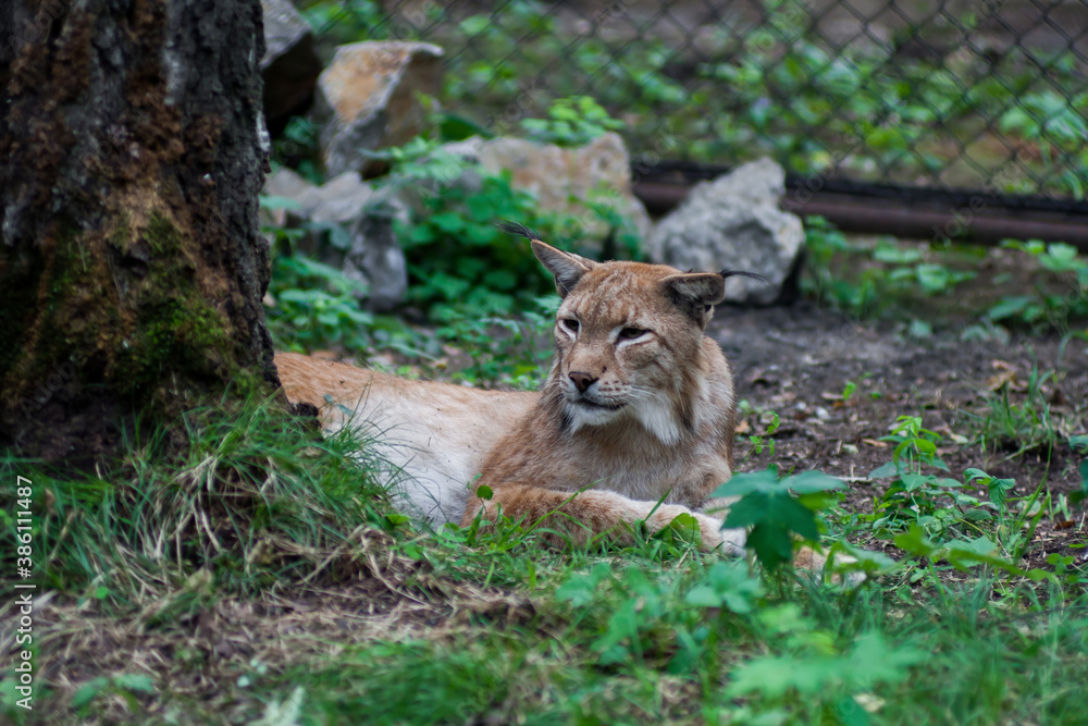 The Siberian lynx also known as East Siberian lynx The Siberian lynx also known as East Siberian lynx
