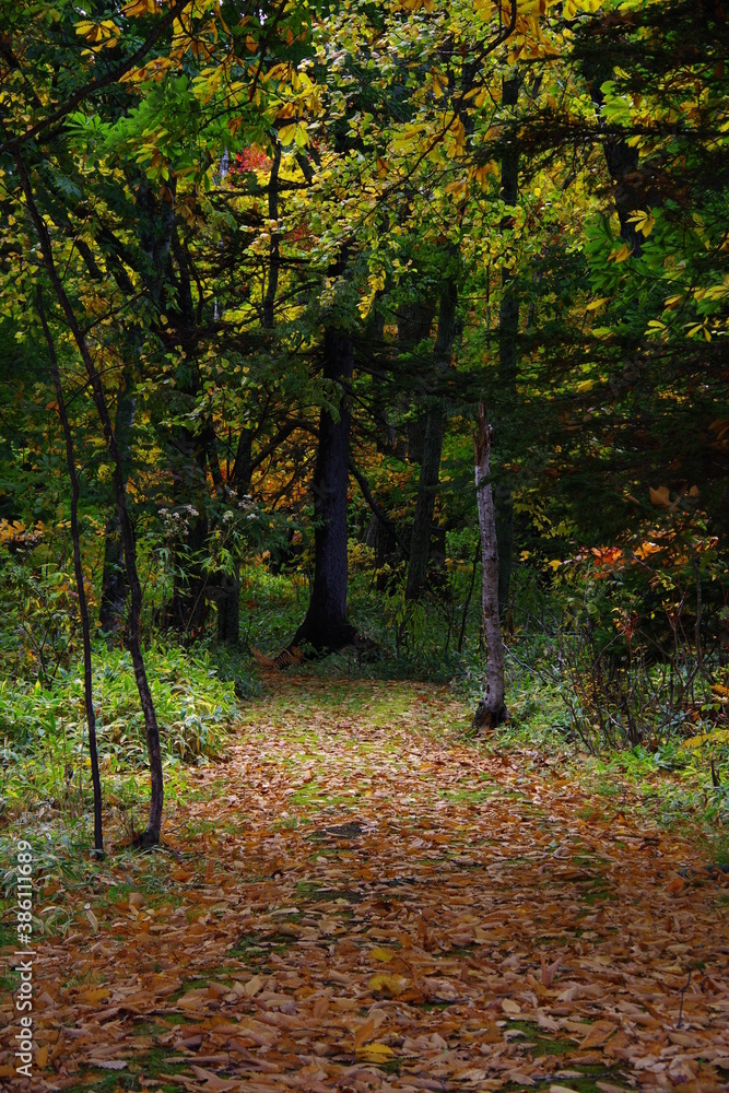 Fototapeta premium 秋の森の散歩道