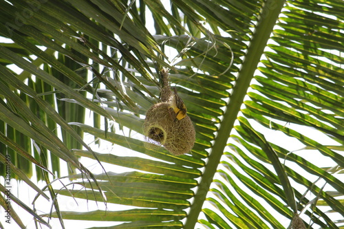 Baya weavers constructing its nest on a coconut tree.