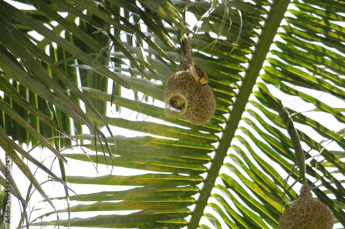 Baya weavers constructing its nest on a coconut tree.