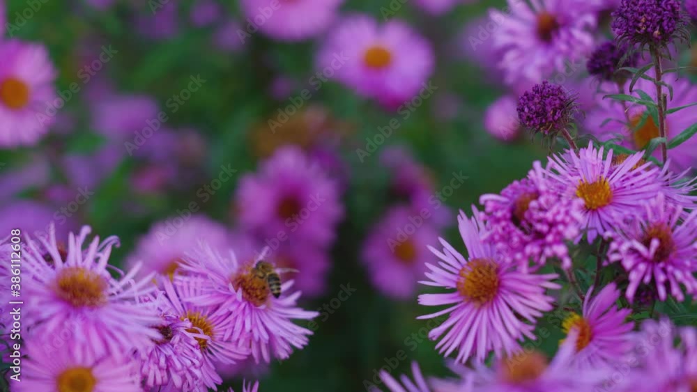 Closeup view of cute honey bee seasrching for sweet nectar in purple flowers outside Closeup view of cute honey bee seasrching for sweet nectar in purple flowers outside