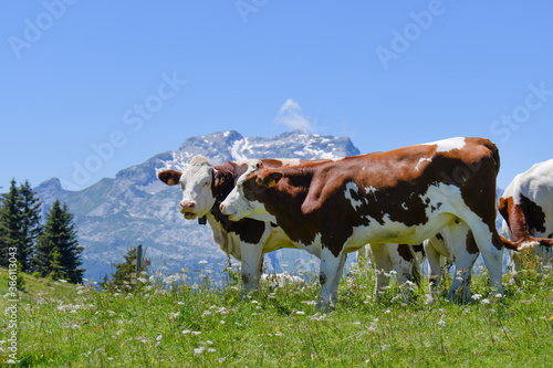 Plateau de Beauregard, savoie, France