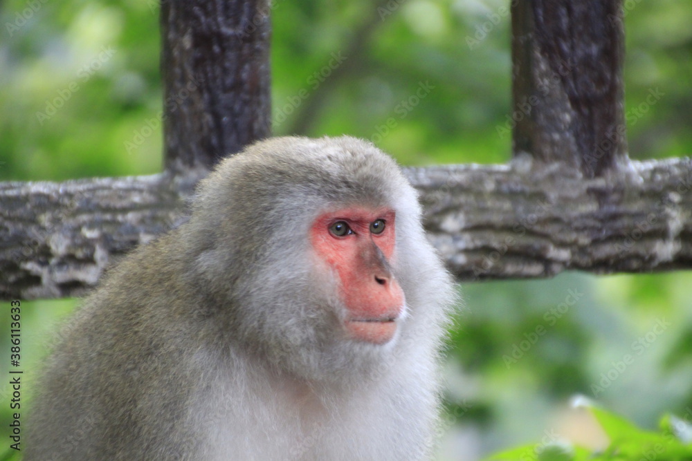 Fototapeta premium Japanese macaque closeup portrait