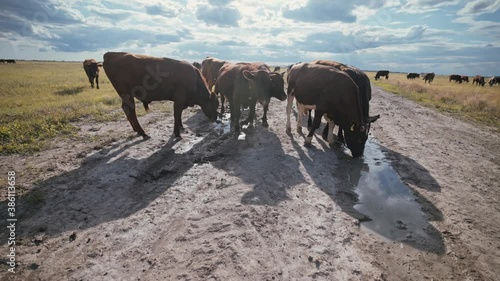 Wallpaper Mural A herd of young bulls in the pasture. Ranch, farm animals. Cattle. Livestock business. Young beef for steaks. Torontodigital.ca