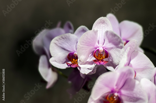 Natural Moth Orchid blooms  soft pink flower  a close-up of fresh orchid blossom.