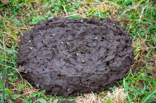 Bull shit with flies on the grass 