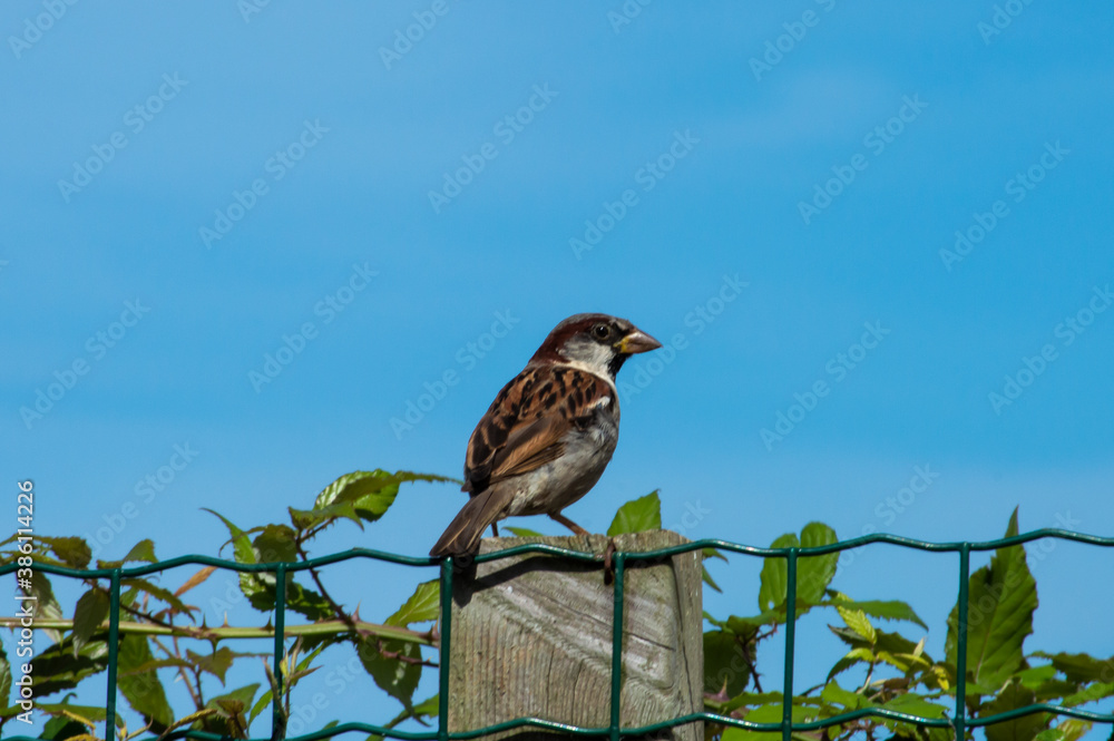 A little sparrow standing on a fence A little sparrow standing on a fence