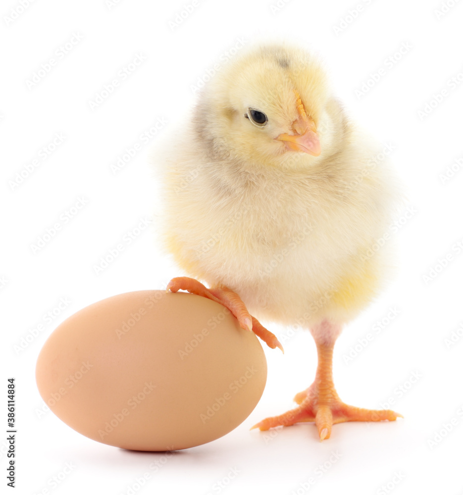 Fototapeta premium Chicken and egg.