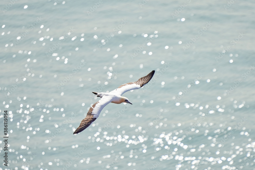 A single white and yellow gannet flies above the sea where the sun shines