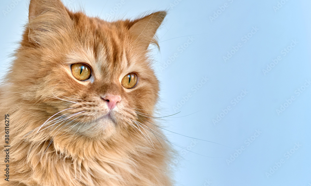 Home red cat close-up on an isolated background. Empty space for inserting text. Home red cat close-up on an isolated background. Empty space for inserting text.