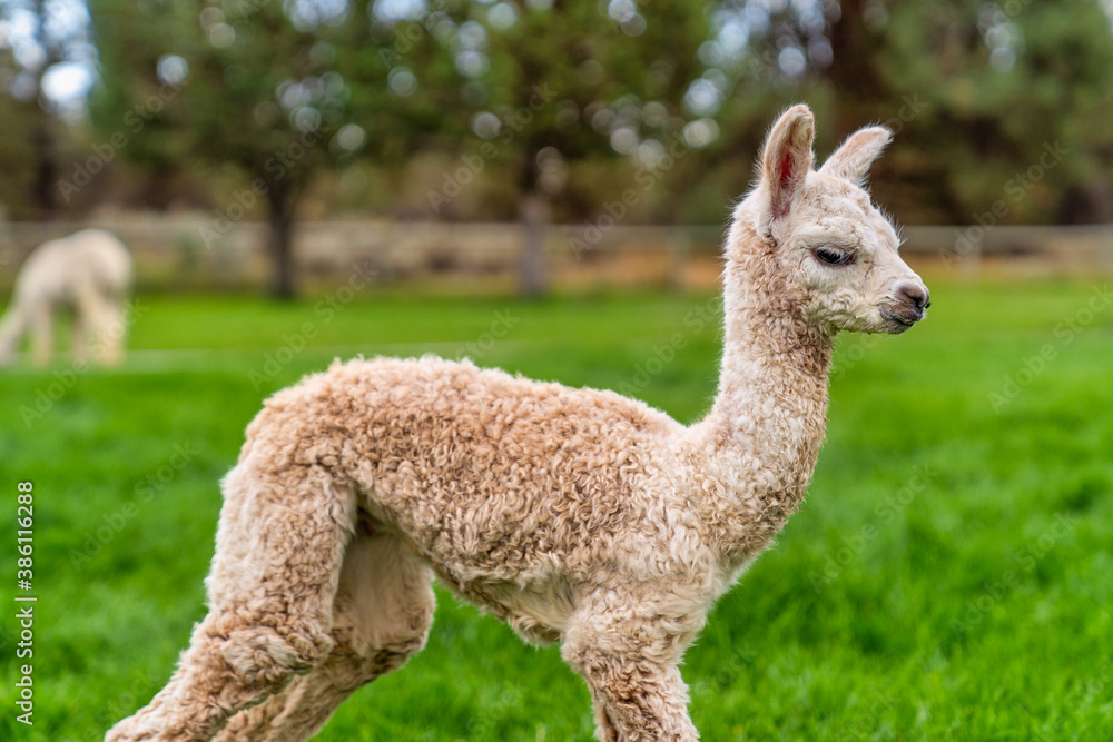 A Baby Crea Alpaca in Oregon A Baby Crea Alpaca in Oregon