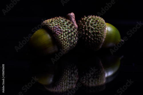 Two green acorns, with their shell, on a black background