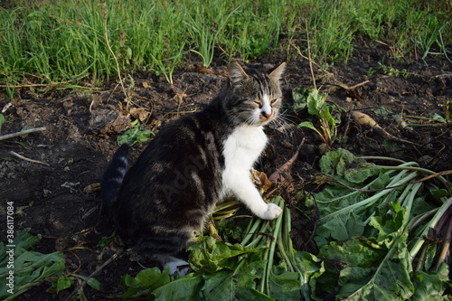 cat on the vegetable garden