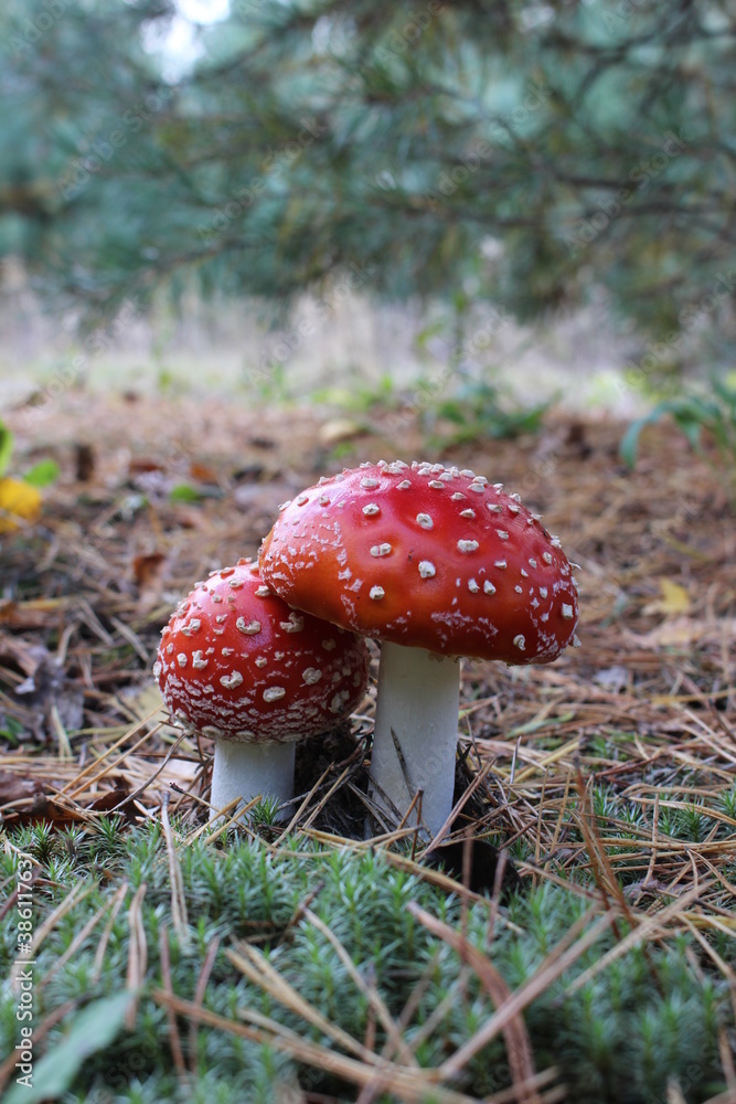 Red and white poisonous mushroom Amanita muscaria in the moss spruce forest. Commonly known as the fly agaric or fly amanita. Natural environment. Red and white poisonous mushroom Amanita muscaria in the moss spruce forest. Commonly known as the fly agaric or fly amanita. Natural environment.