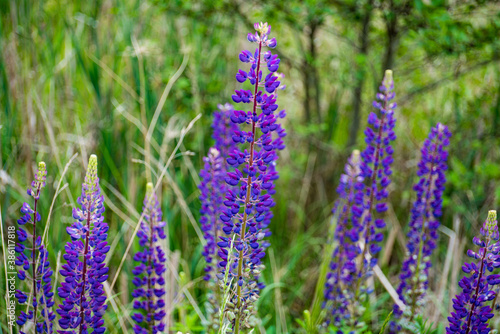 blue lupinus flower in blossom