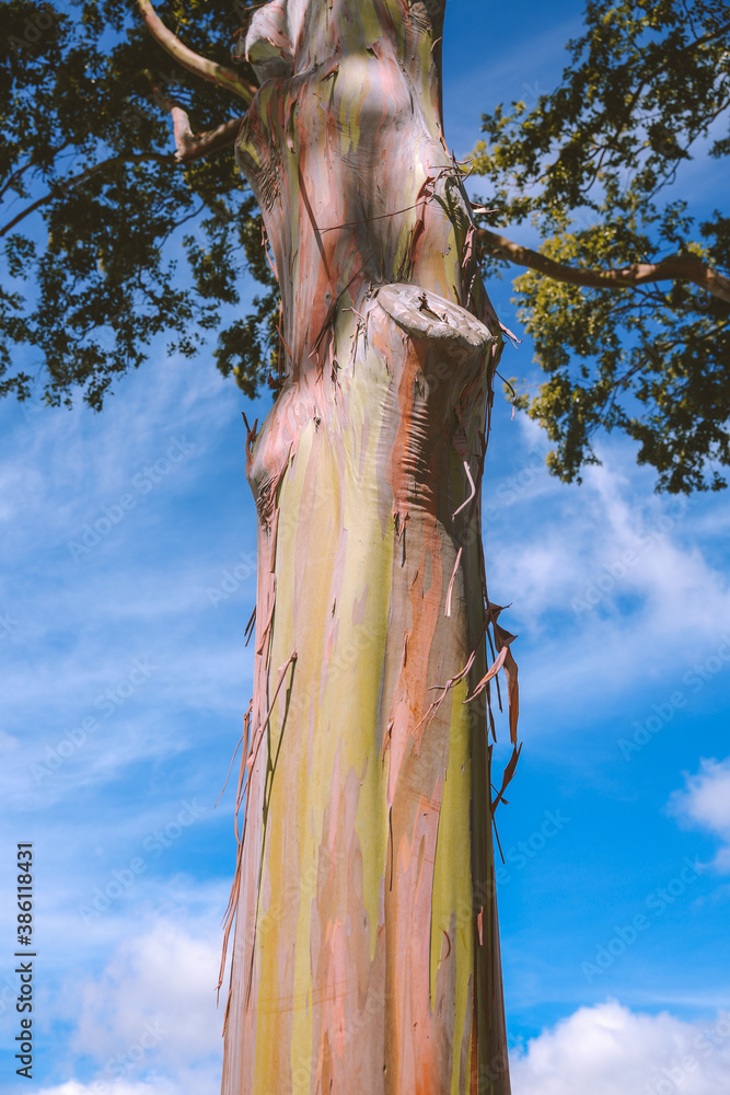Rainbow eucalyptus at Dole Plantation, Oahu, Hawaii