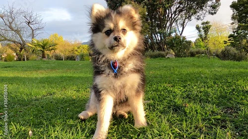 Cute fluffy pomchi puppy dog sitting on lawn photo