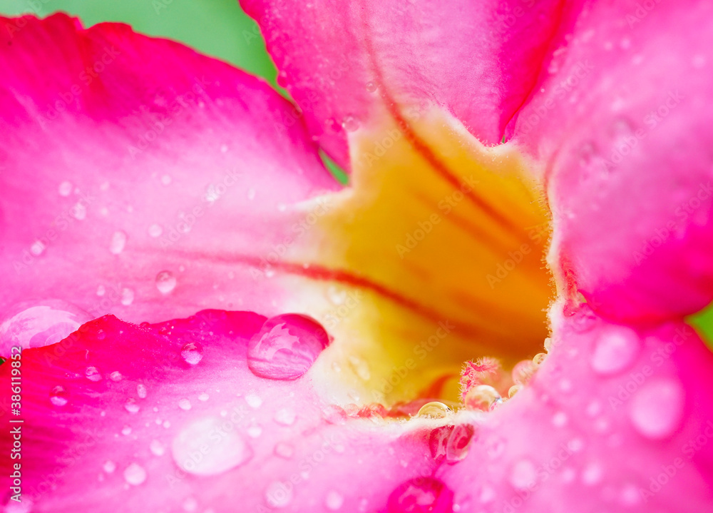 Macro image closed up of desert rose pink flowers with raindrops background