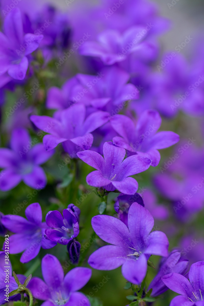 Campanula portenschlagiana bellflowers plants in bloom, deep purple dalmatian bellflower flowering flowers