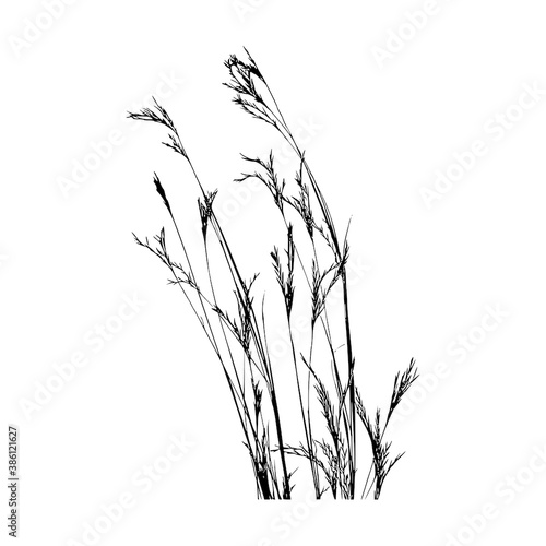 Sprigs illustration on white background, Spring grass, Black and white grass