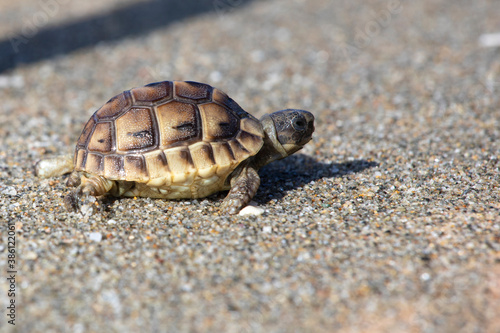 sea ​​turtle washed ashore in a storm, horizontal format