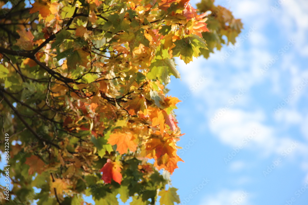 Golden maple leaves against a blue sky Golden maple leaves against a blue sky