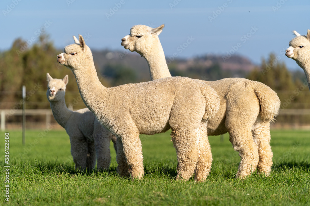 Obraz premium Alpacas on a farm in Oregon