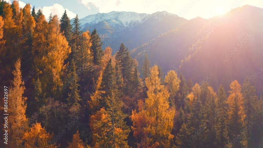 Aerial Drone View Flight over pine tree forest in Mountain at sunset Aerial Drone View Flight over pine tree forest in Mountain at sunset