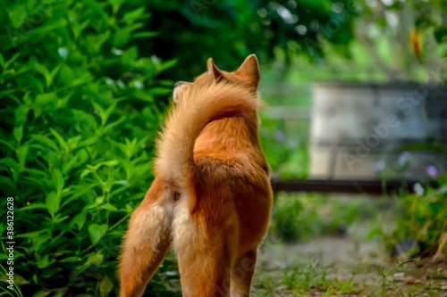 red fox in the grass © Logo sticker 