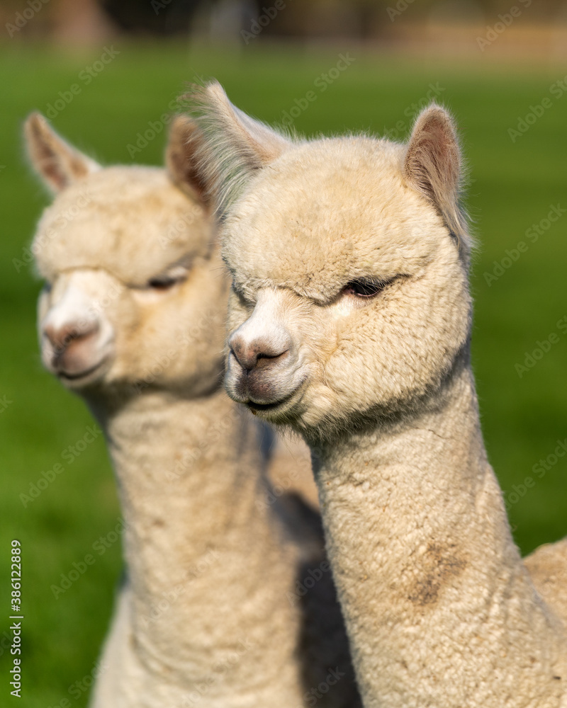 Alpacas on a farm in Oregon