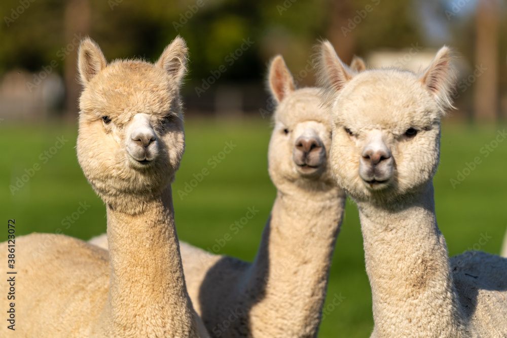 Fototapeta premium Alpacas on a farm in Oregon