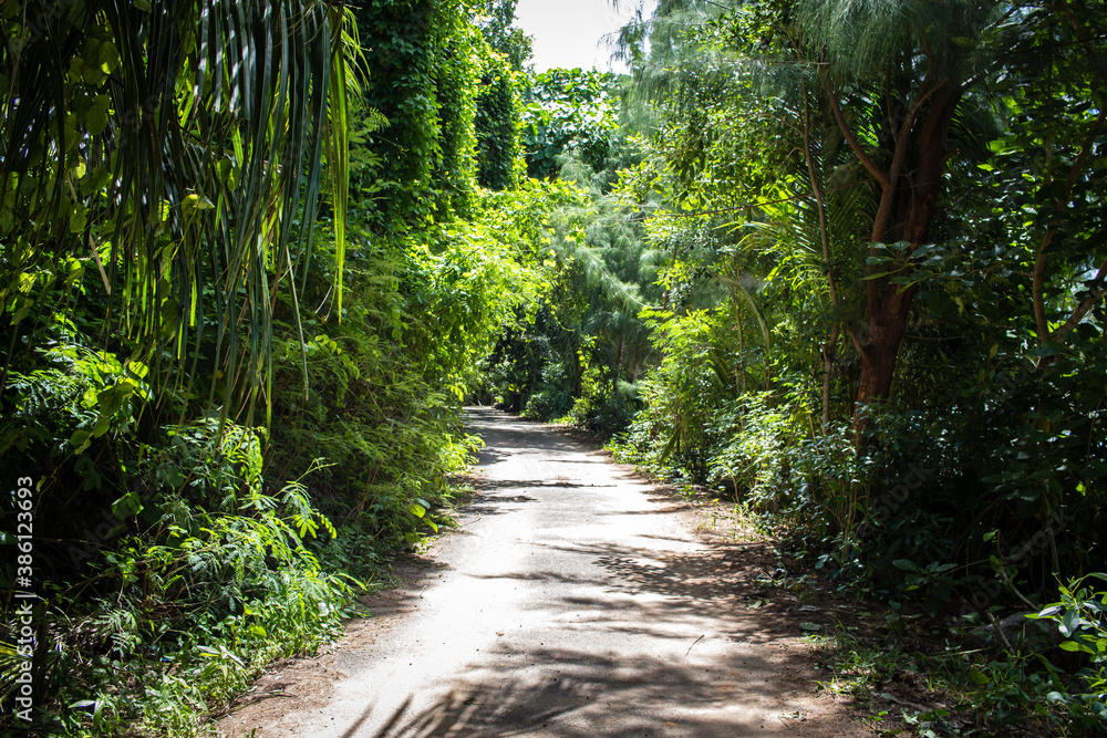 Fototapeta premium path in the tropical forest