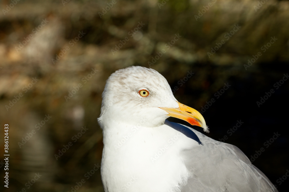 Larus michahellis, head-length with robust seagull beak Larus michahellis, head-length with robust seagull beak